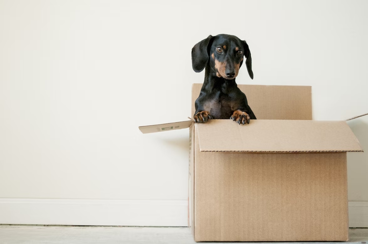 Planning a Long-Distance Move with Your Dog