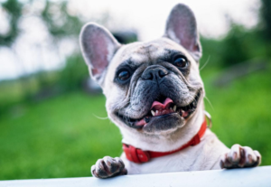 Simplify Your Search: Compare Pet Insurance Quotes in Manhattan with The Insured Pet